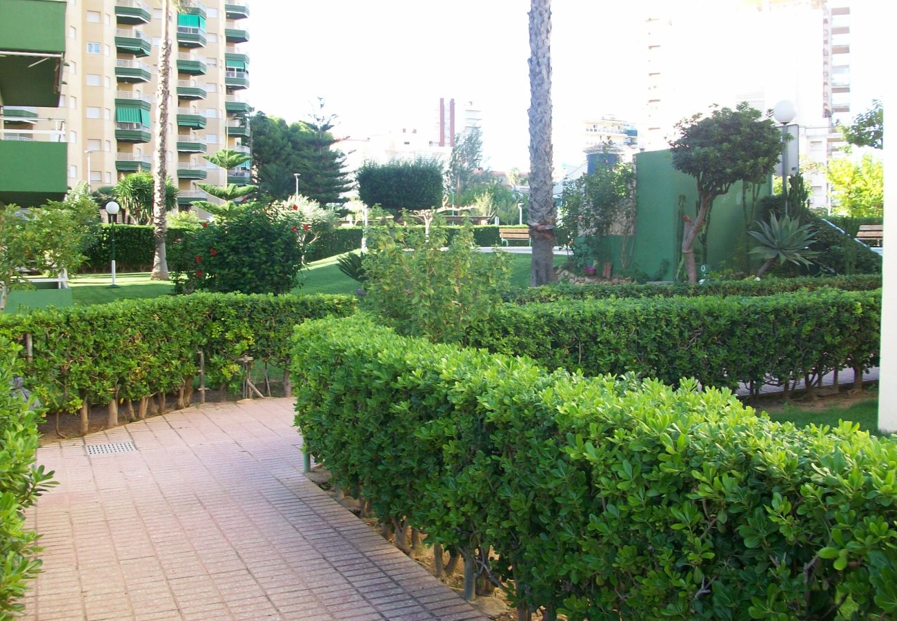 Apartamento en Gandia - OLIMPIA 9º - A