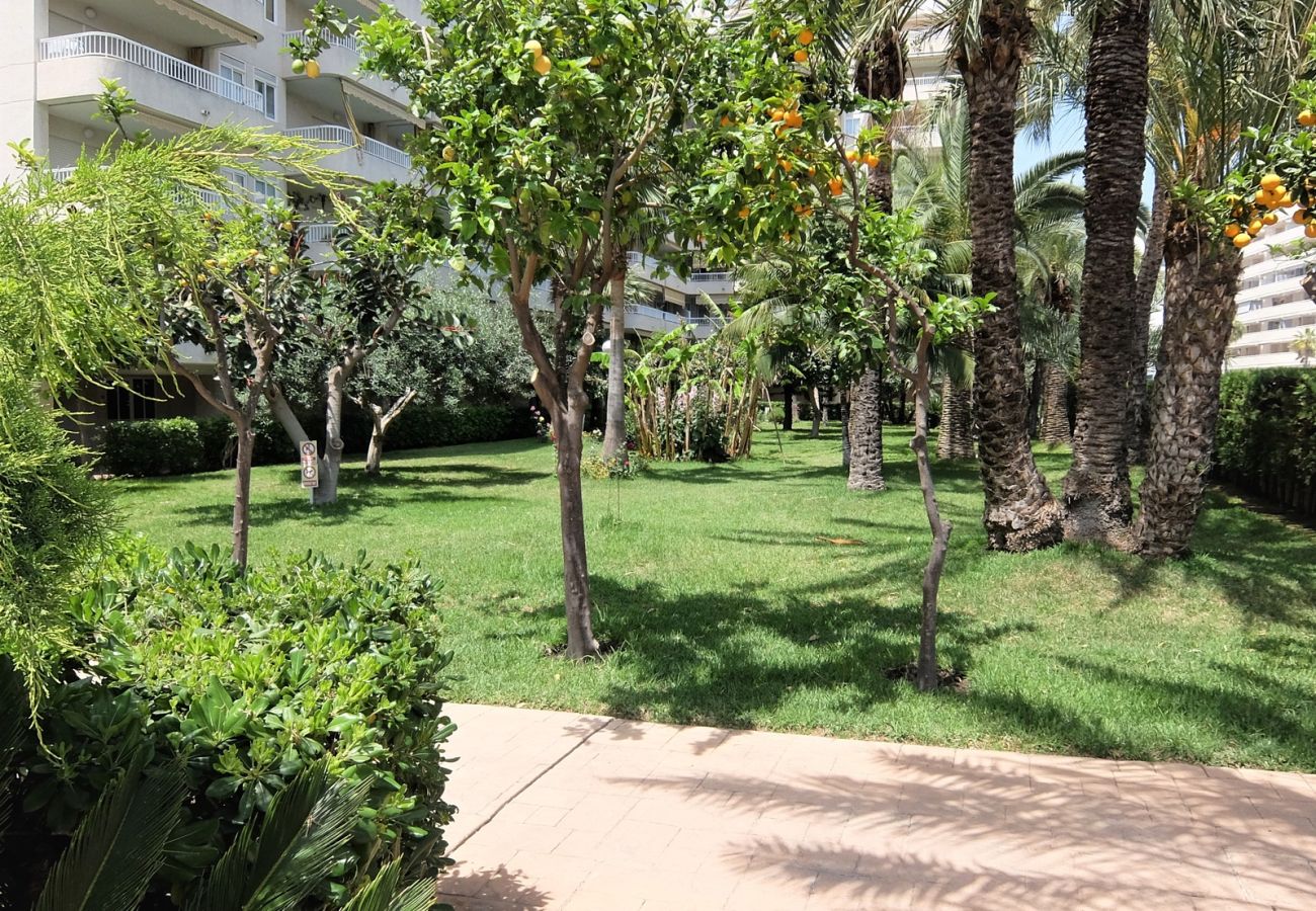 Apartamento en Gandia - PARQUE 8 - 3ª - 4º - 8ª