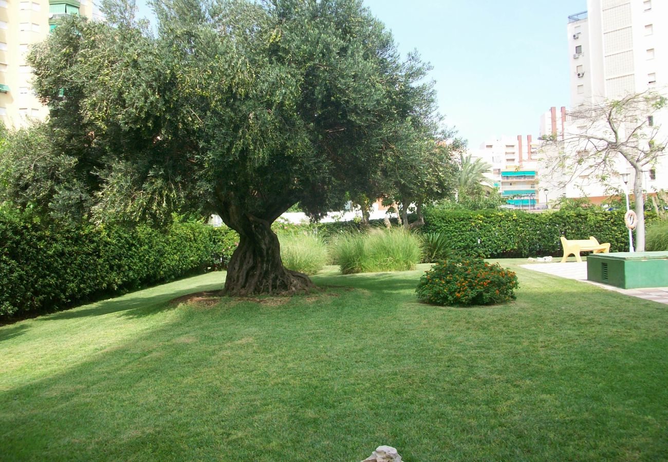 Apartamento en Gandia - XIPHO 5º - D